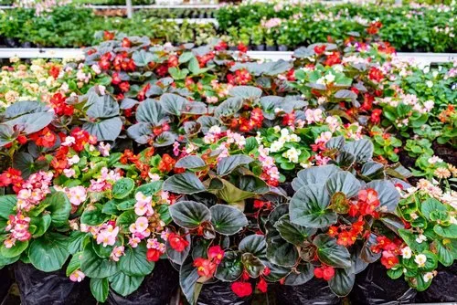 Red Begonia blooming flowers of Mauritius