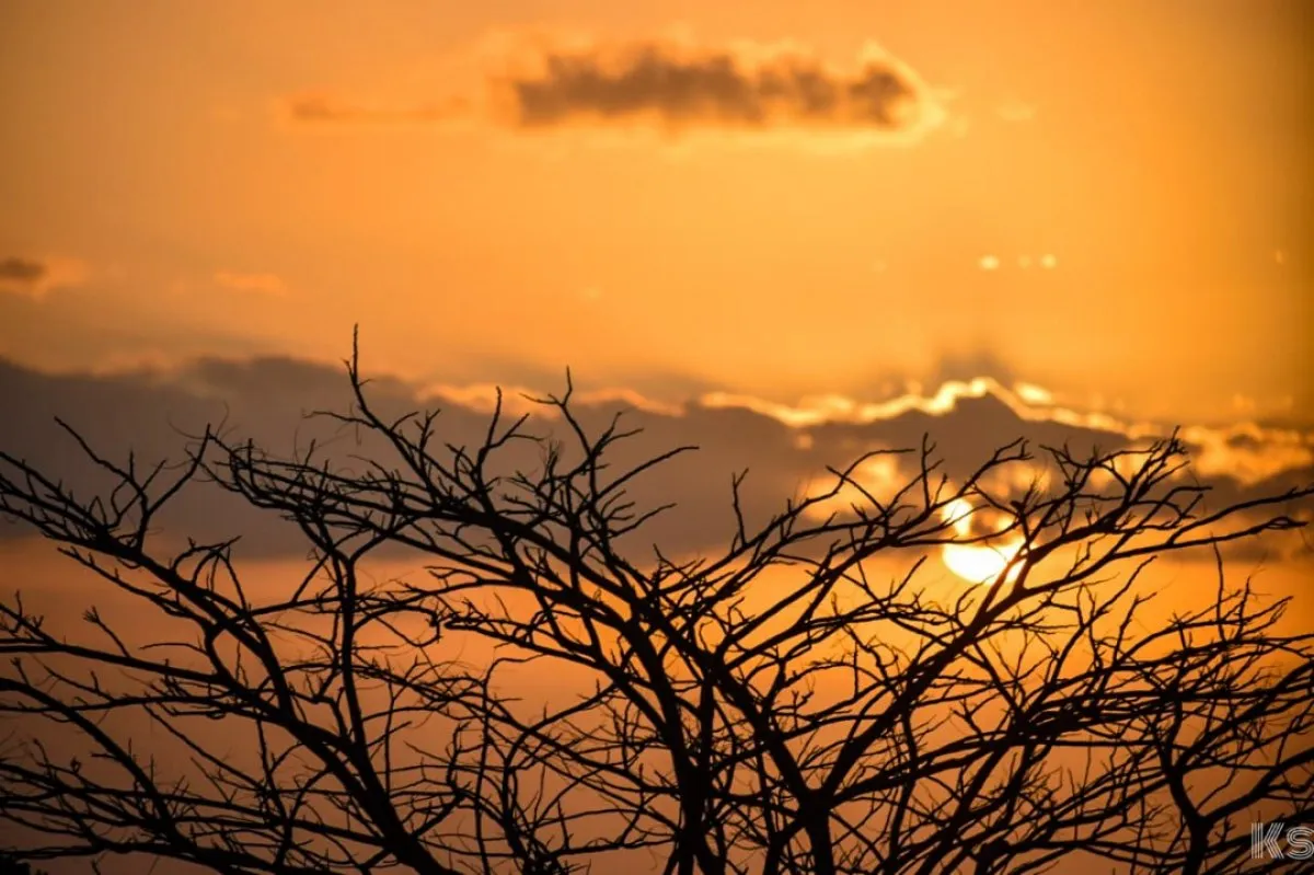 Silhouette of dried branches against a golden sunset sky in Flic en Flac, Mauritius