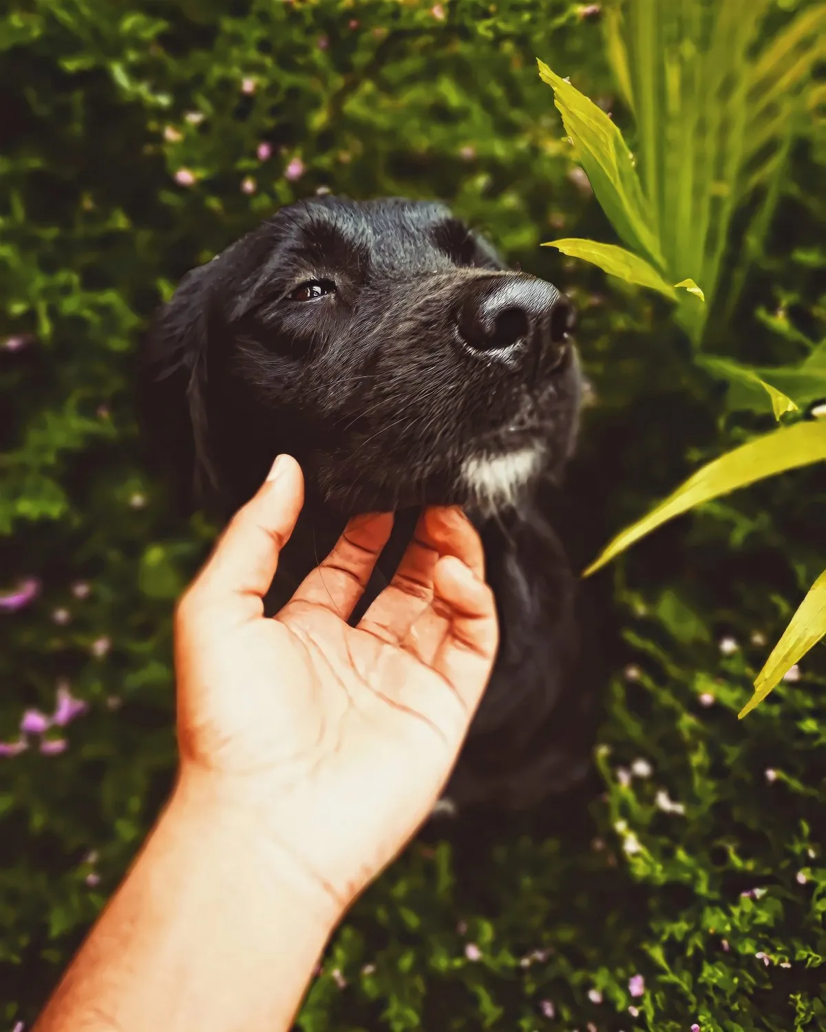 Black dog being petted outdoors in natural surroundings in Mauritius