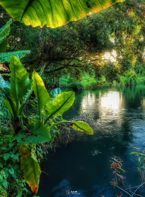 Large green leaves in forest near river