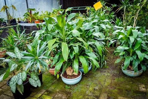 Mauritius plants Green Dracaena in pots