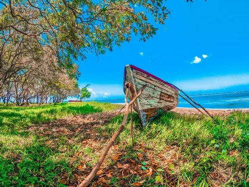 Branches supporting old pirogue upright