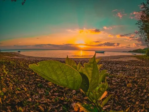 Dried leaves lying all over the beach