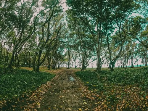 Forest near Bel Ombre beach