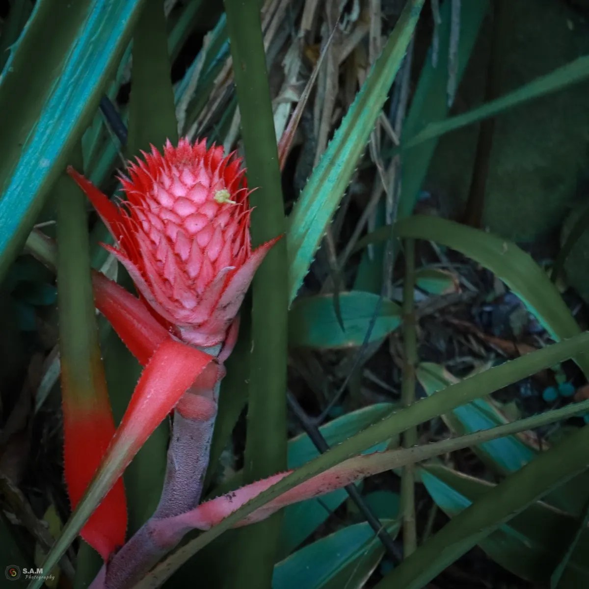 Red pineapple growing among green leaves in natural surroundings in Mauritius
