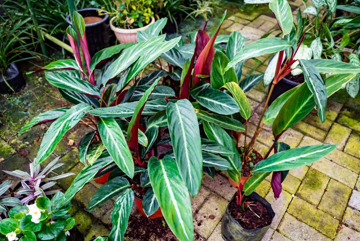 Red and green Dracaena plants in pots at a garden center in Mauritius