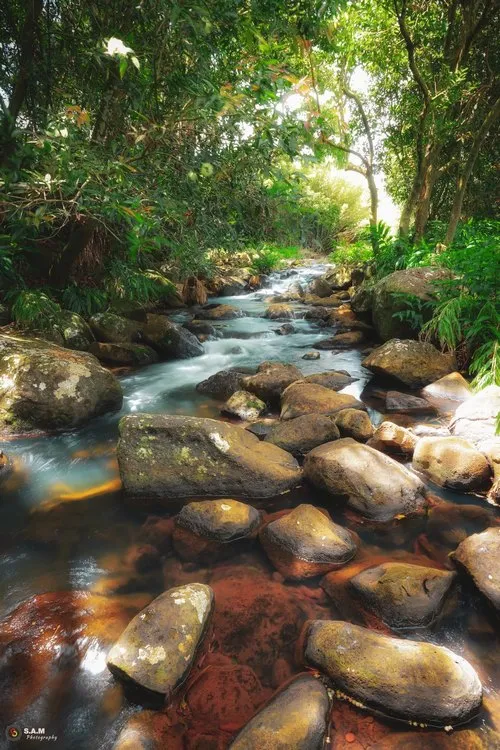 Rocky forest stream in Mauritius
