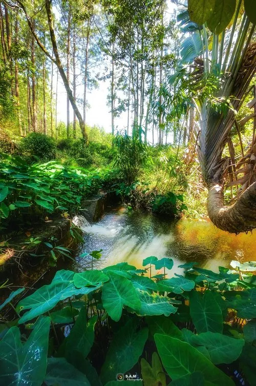 Songe leaves at Piton du Milieu lake in Mauritius