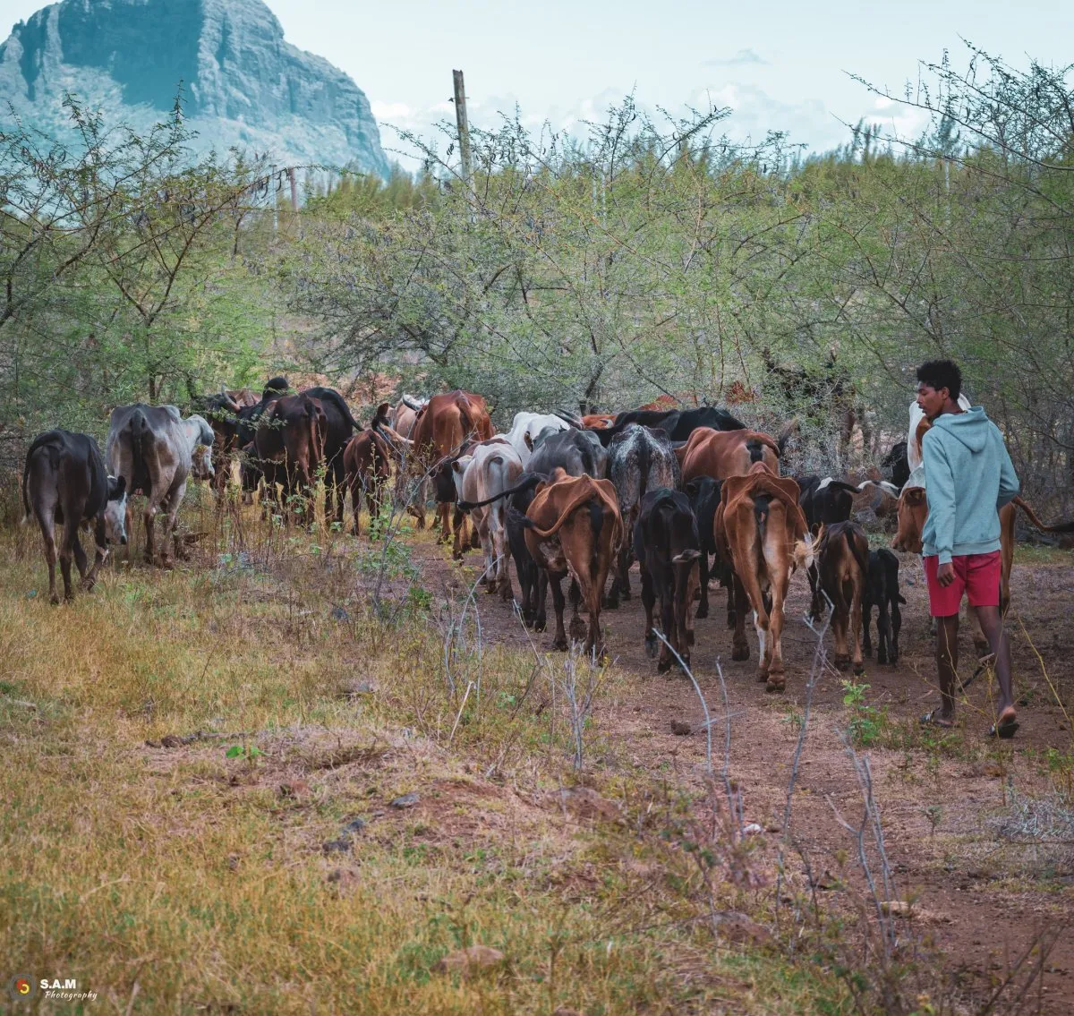Farmer leading cattle near Le Morne mountain at Riviere Noire, Mauritius