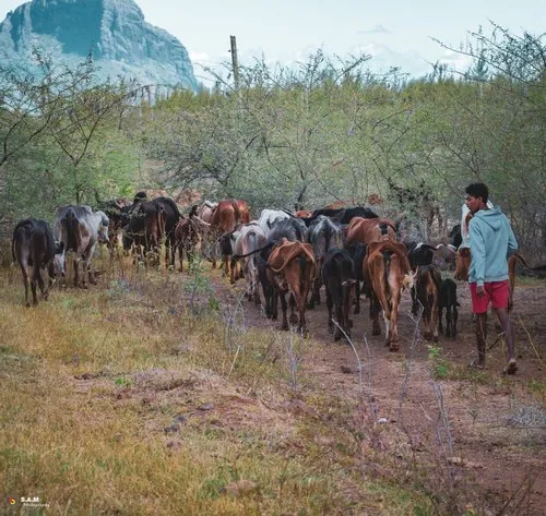 Breeder leading Cattle in the prey at Riviere Noire