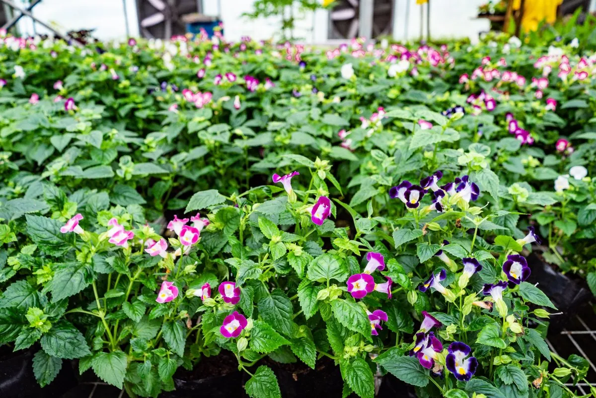 Pink and purple wishbone flowers blooming in Vaneron Garden, Mauritius