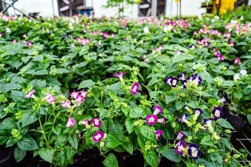 Wishbone Flowers blooming in Vaneron Garden