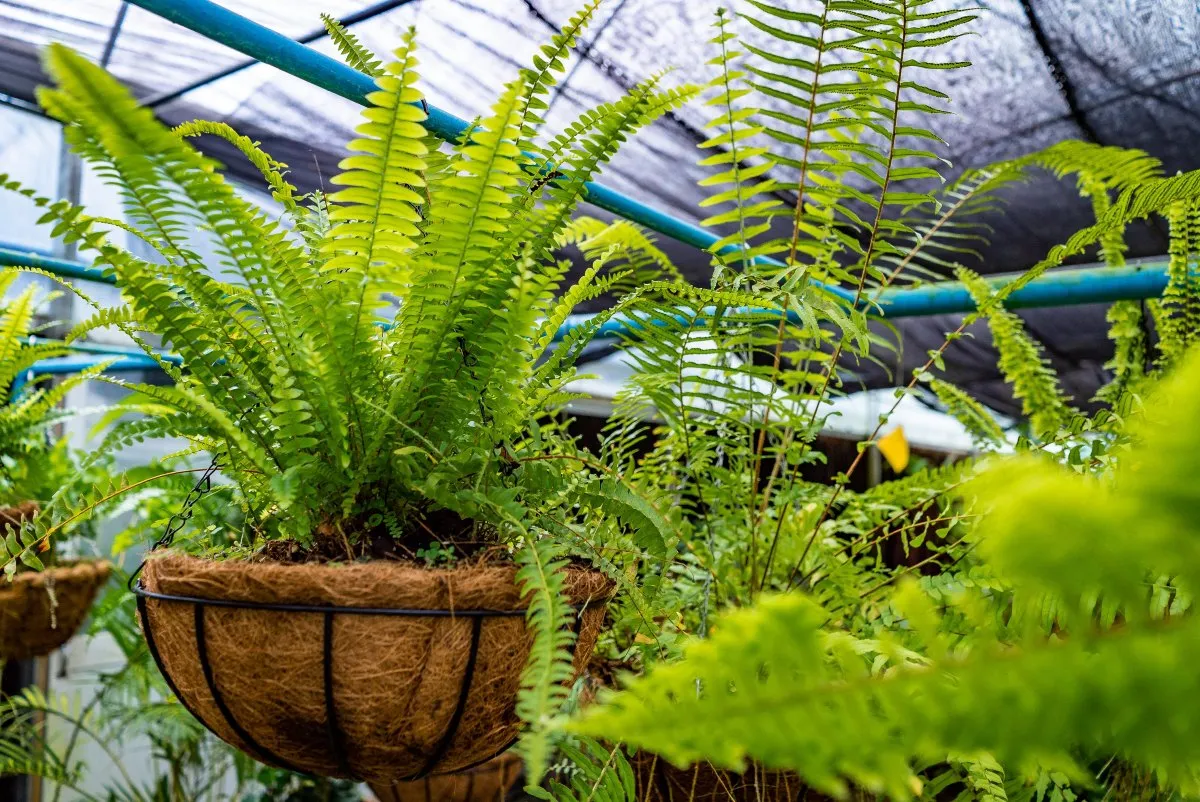 Green ferns hanging in a pot basket inside a greenhouse in Mauritius