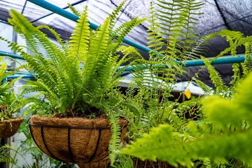 Green Ferns hanging in pot basket in green house