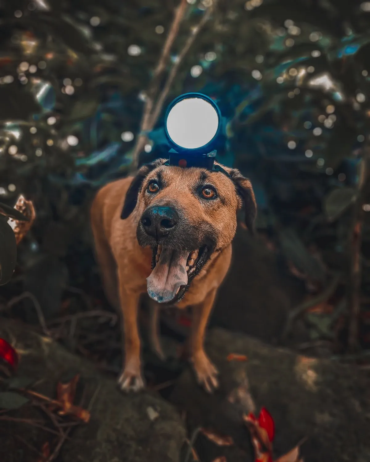 Brown dog wearing a headlamp in a natural setting in Mauritius