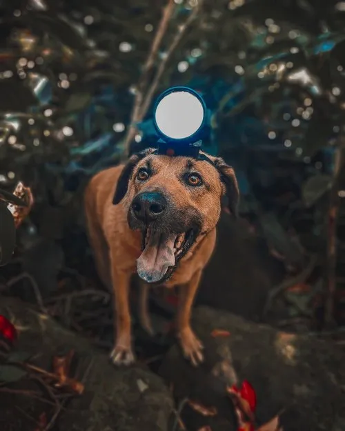 Brown dog with a head lamp