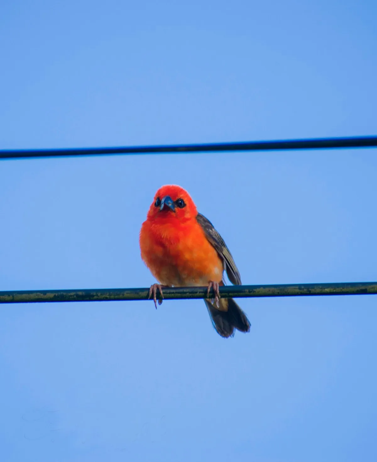Red Fody bird sitting on a phone line in Mauritius against a clear sky