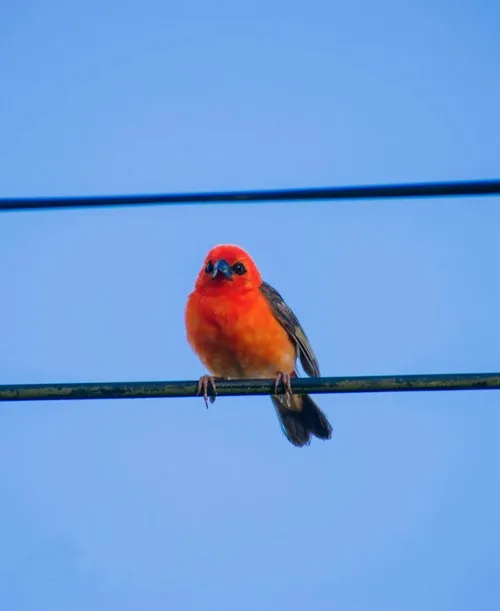 Cute red Fody on a phone line