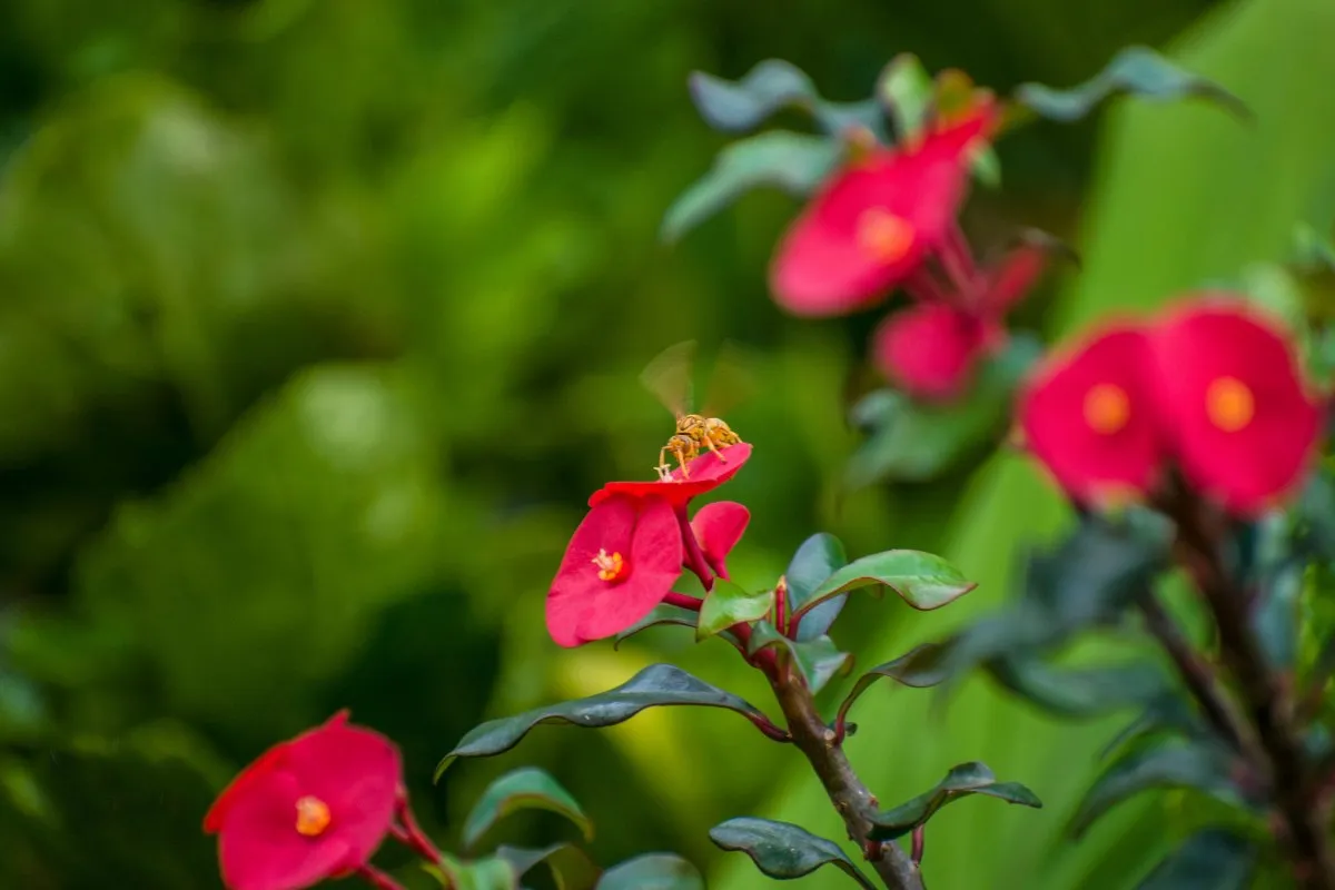 Yellow wasp resting on a vibrant red flower in Mauritius