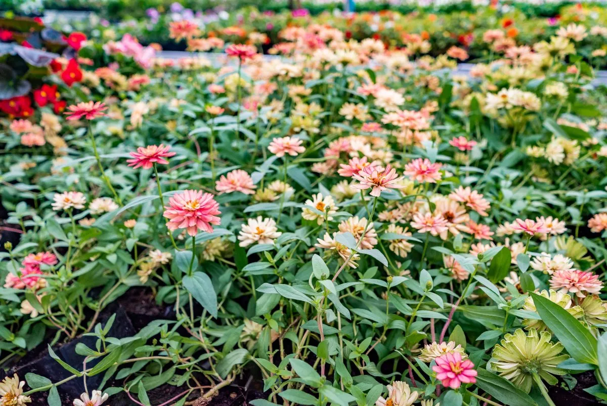 Bright pink and white zinnia flowers blooming in a field in Mauritius at Vaneron Garden Center