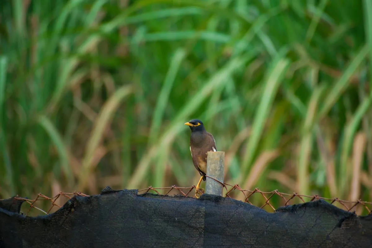 Martin Myna bird perched on a plant in Mauritius's natural environment