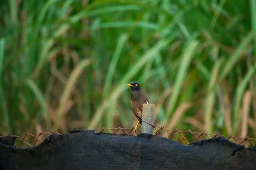 Mauritius martin myna bird