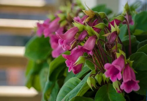 Closeup of dark pink bell flower in bloom