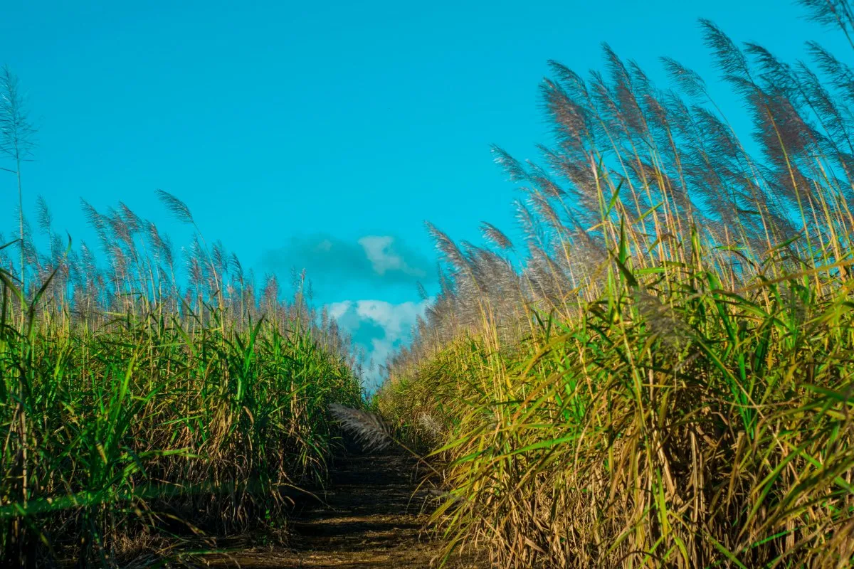 Pathway through tall flowering sugarcane fields in Mauritius