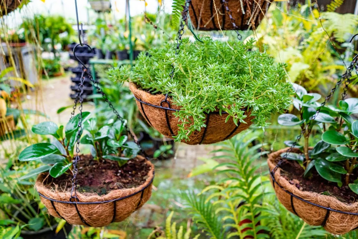 Green plants hanging in coconut liner pots in Mauritius