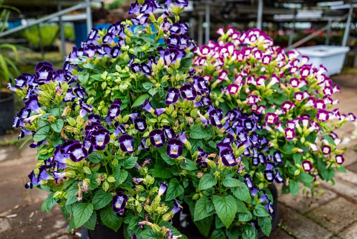 Pink and purple Torenia flowers blooming at a nursery in Mauritius