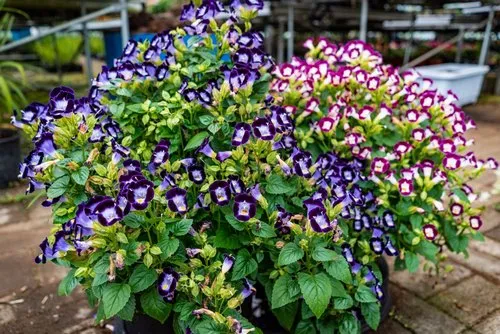 Buying Purple and Pink Torenia flowers at nursery