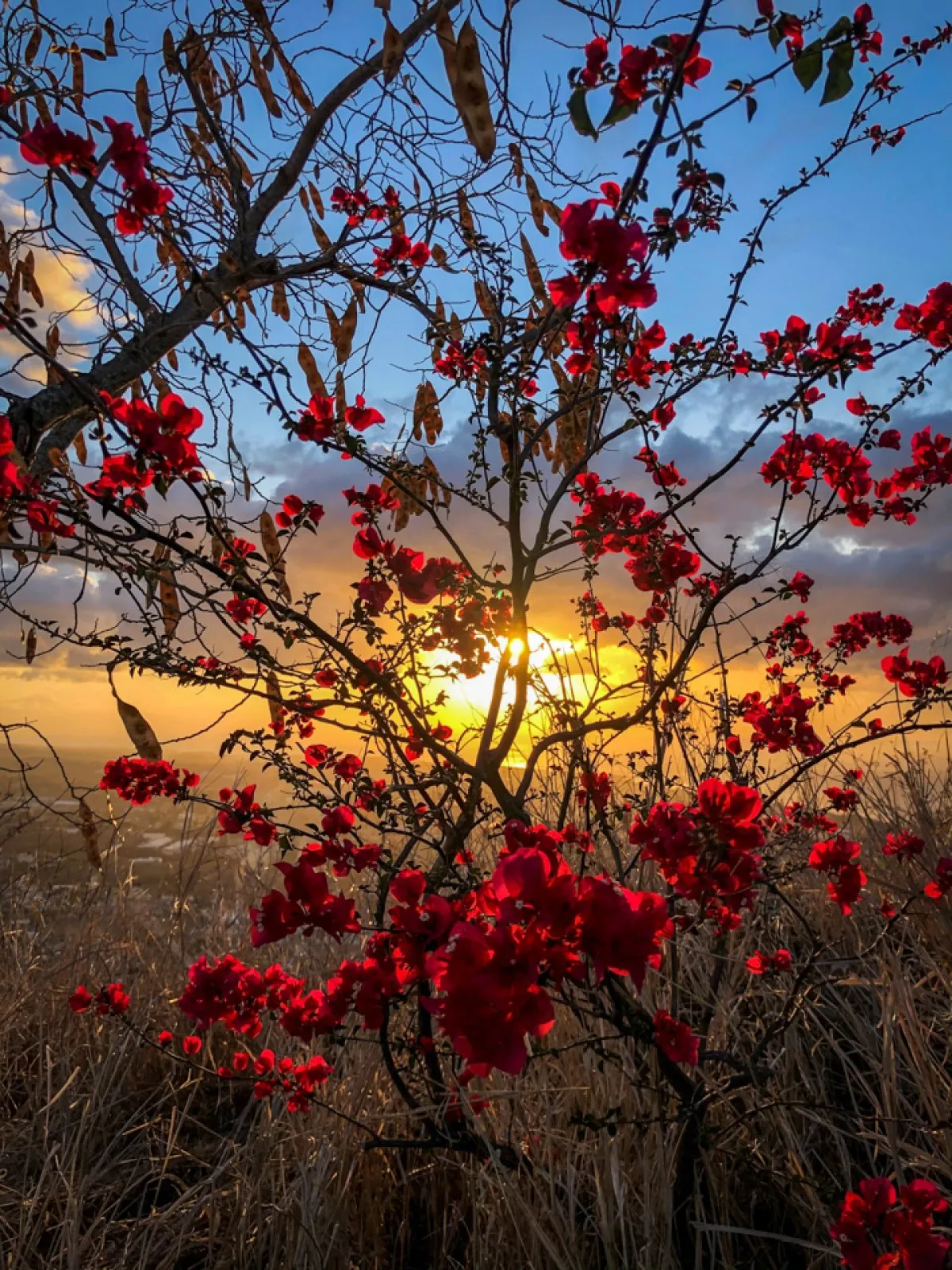 Sunset viewed through red bougainvillea flowers with Signal Mountain in Mauritius