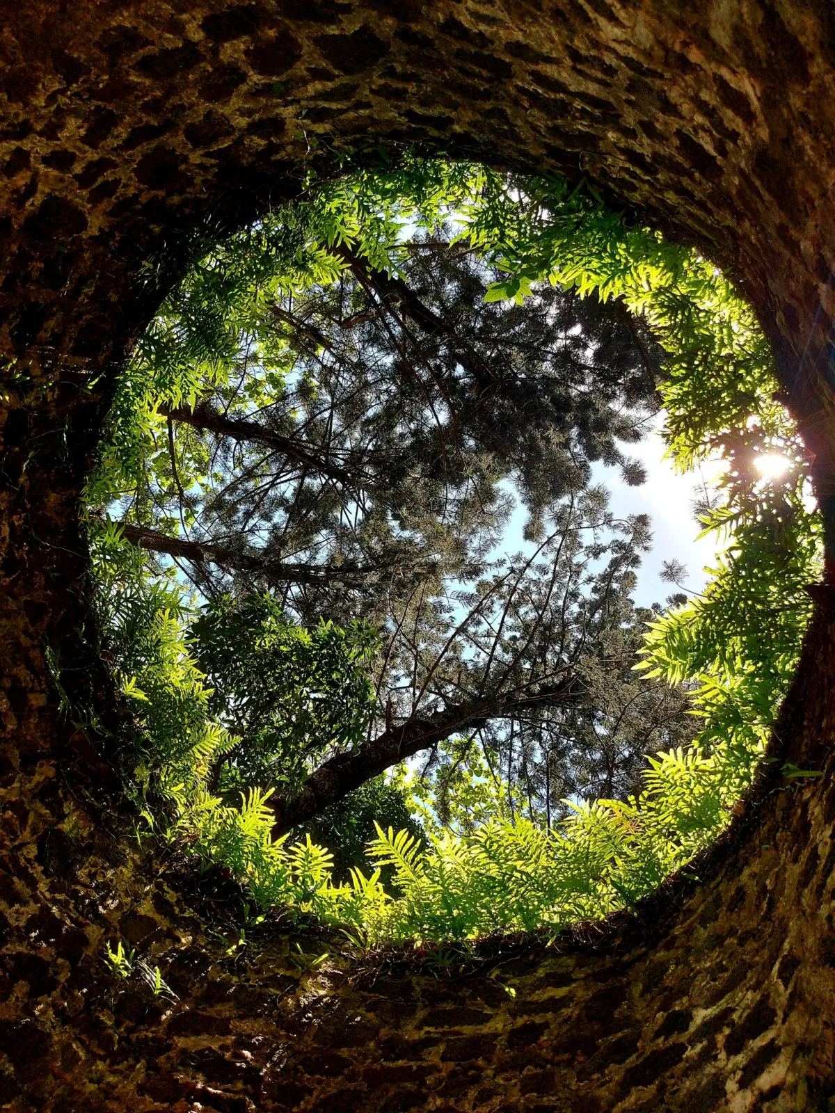 Inside view of a French well surrounded by forest plants in Bras d'Eau Mauritius