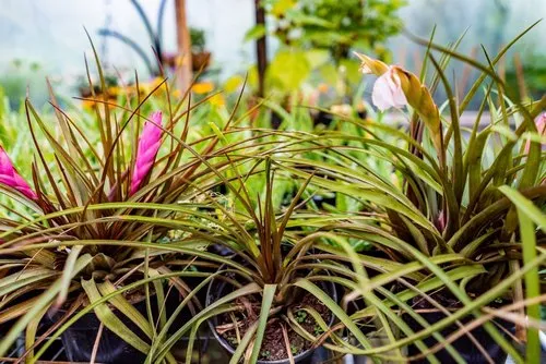 Tillandsia Cyanea thin leaves plants blooming