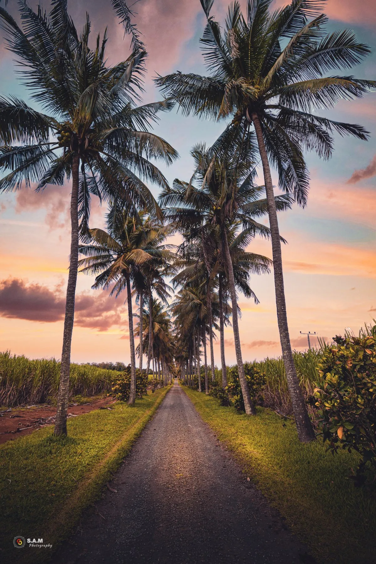 Pathway lined with tall coconut palm trees and sugarcane fields in Mauritius at Ferney
