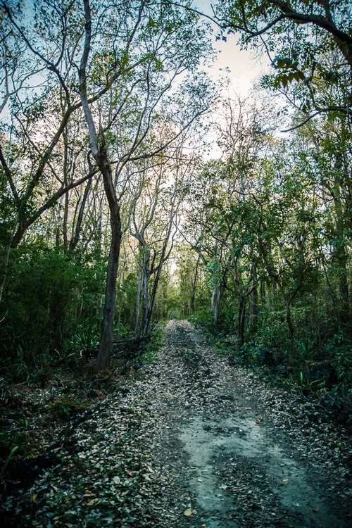 Pathway in Daruty Forest at Petit Raffray