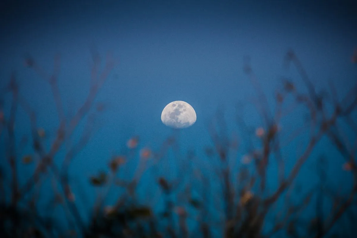 Closeup of waning gibbous moon behind blurred branches in Mauritius night sky