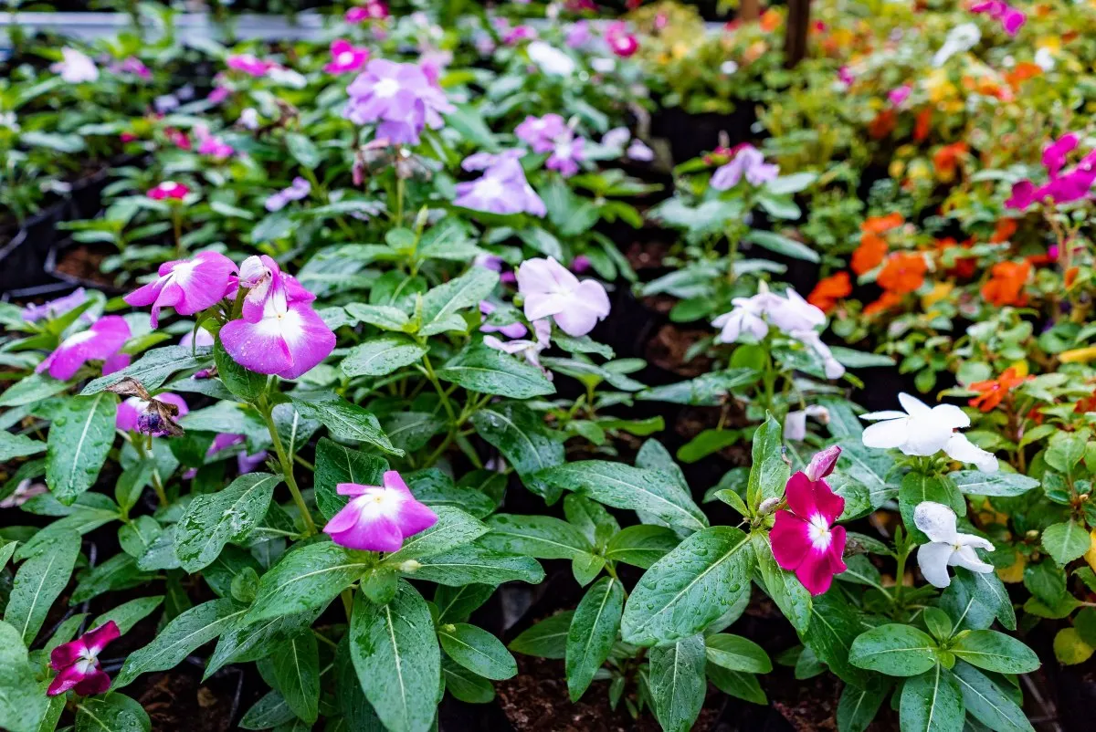 Small colourful Vinca flowers blooming in a garden in Mauritius after watering