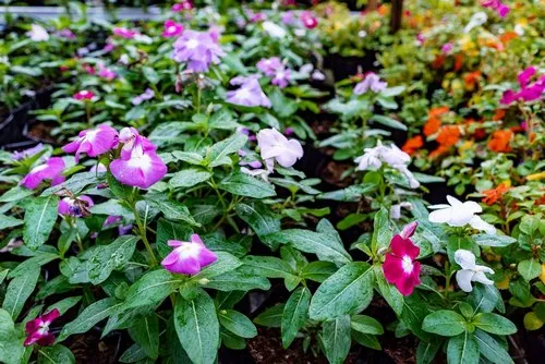 Small colourful Vinca flowers in garden