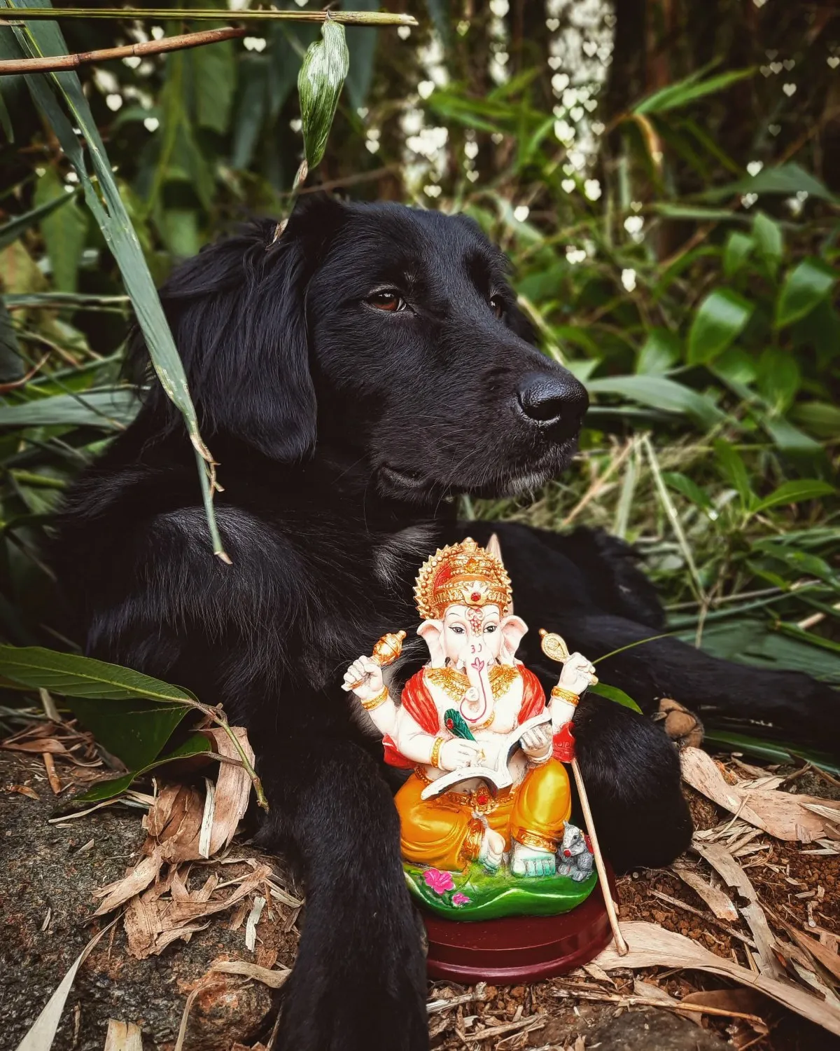 Black dog posing next to Lord Ganesha statue in natural surroundings in Mauritius