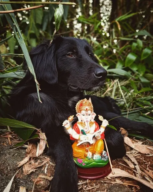 Black dog posing with lord ganesha statue