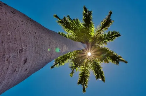 Sunlight through tall coconut tree leaves
